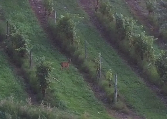 En Rouge Et Noir فندق مبيت وإفطار مونبازيلاك