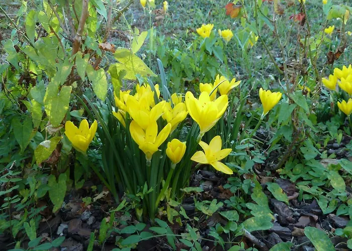 En Rouge Et Noir فندق مبيت وإفطار مونبازيلاك